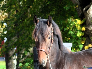 Hoppning hästar till salu: Lovande hopphäst med svårklassmöderne i Vintrosa - Annons 2