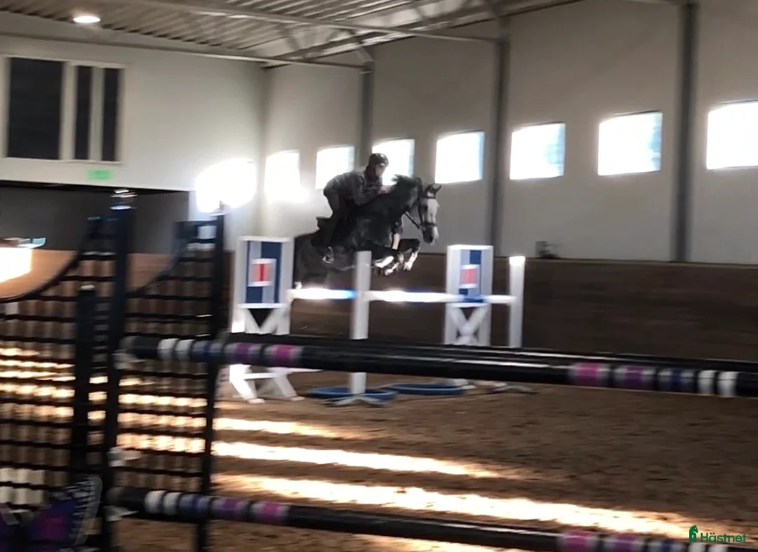 Hoppning hästar till salu: Vacker hopphäst med stor kapacitet till salu - Annons 2