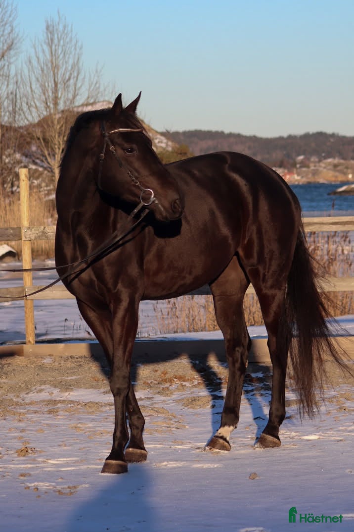  hästar Lekker avlssto selges - Annons 11