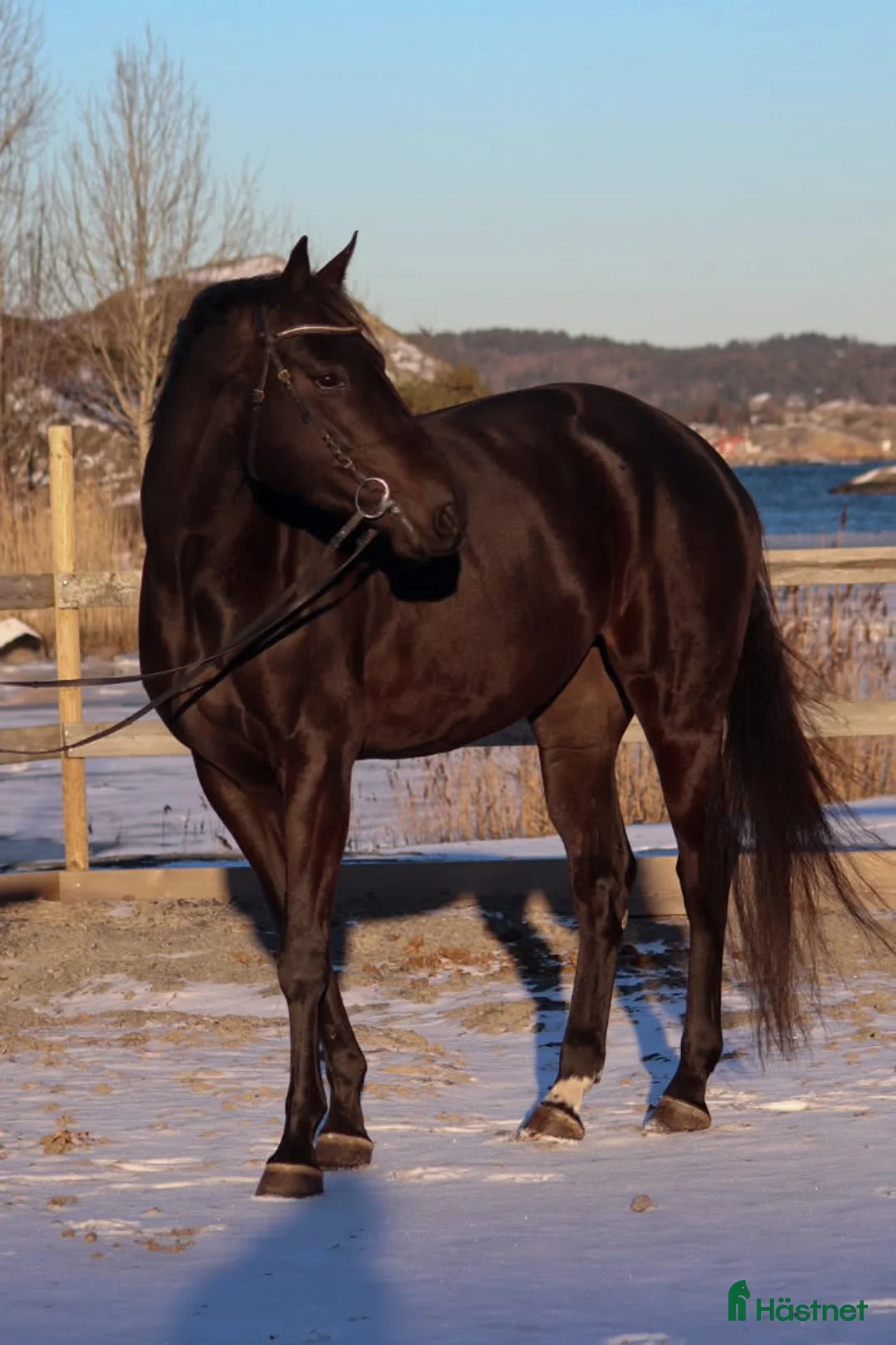 Avelshästar hästar till salu: Lekker avlssto selges - Annons 1