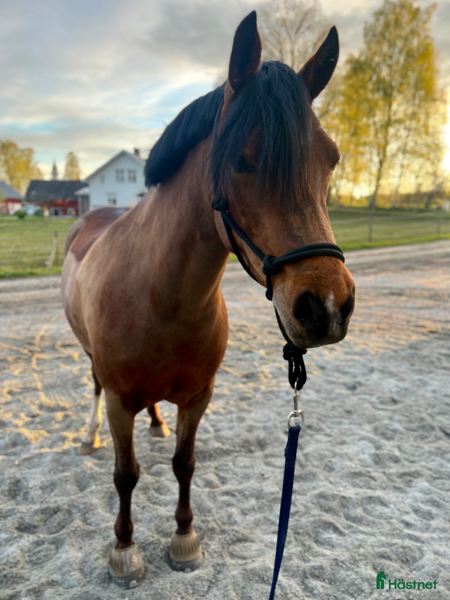  hästar Intressekoll supersött ponnysto - Annons 12