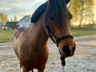 hästar Intressekoll supersött ponnysto - Annons 1