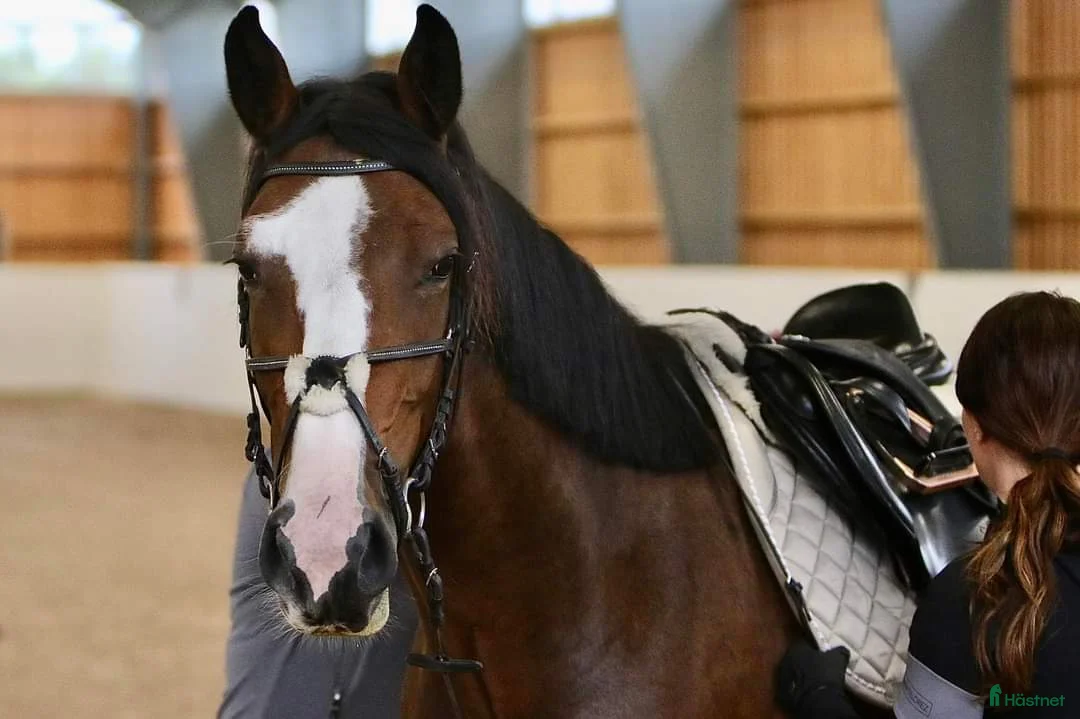  foderhäst finnes: Fint hoppsto utlånas för avel  - Annons 2