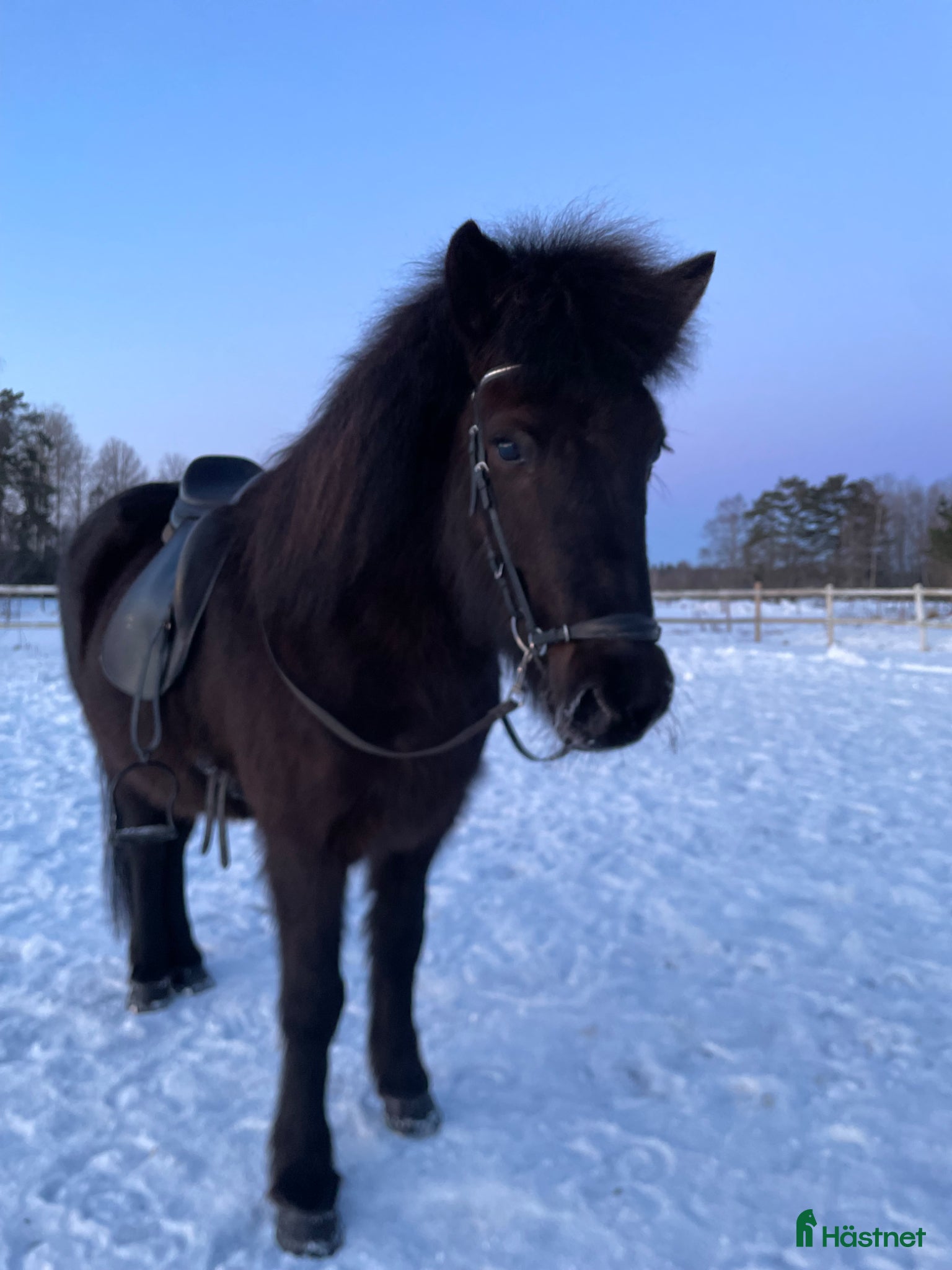  hästar Känsligt sto med super tölt! - Annons 1