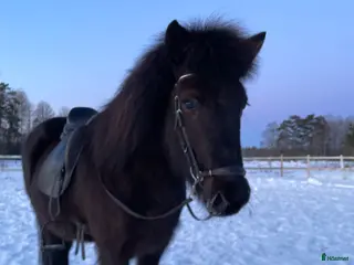 hästar Känsligt sto med super tölt! - Annons 1