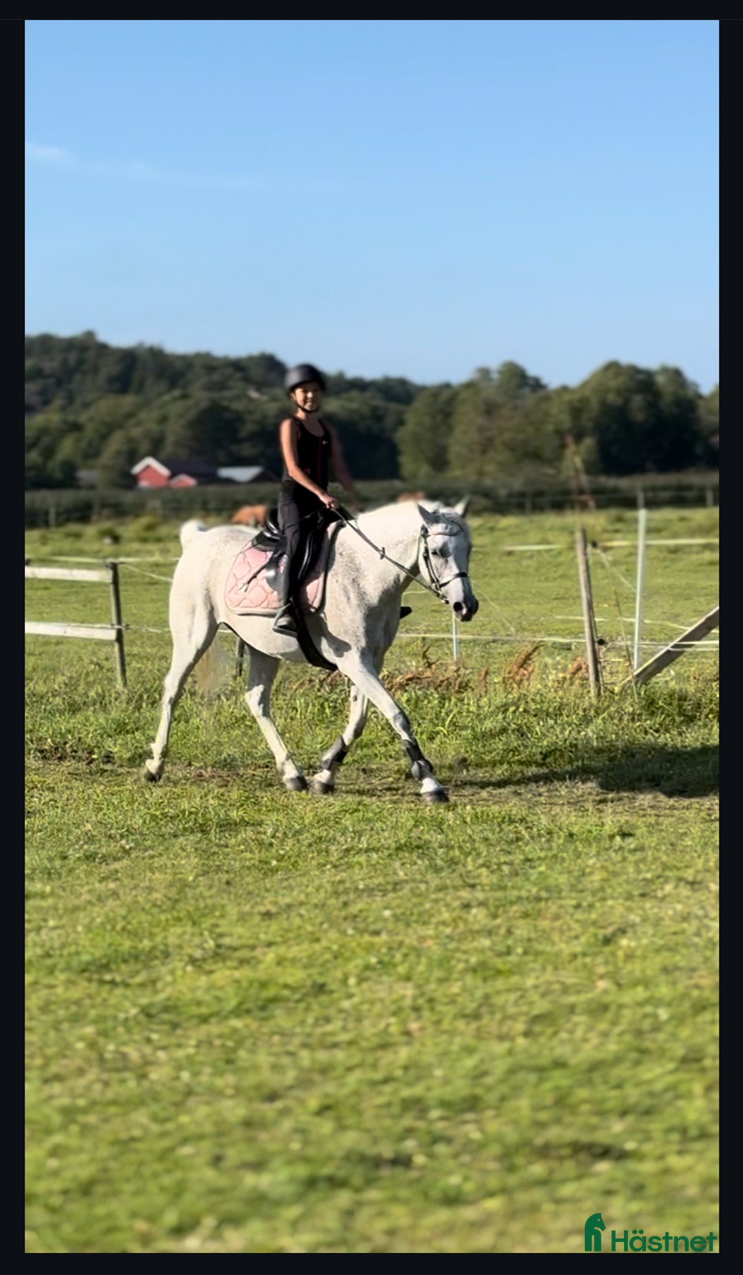  foderhäst sökes: Snäll, pigg  rolig ponny sökes på foder eller köp i Skärhamn - Annons 2