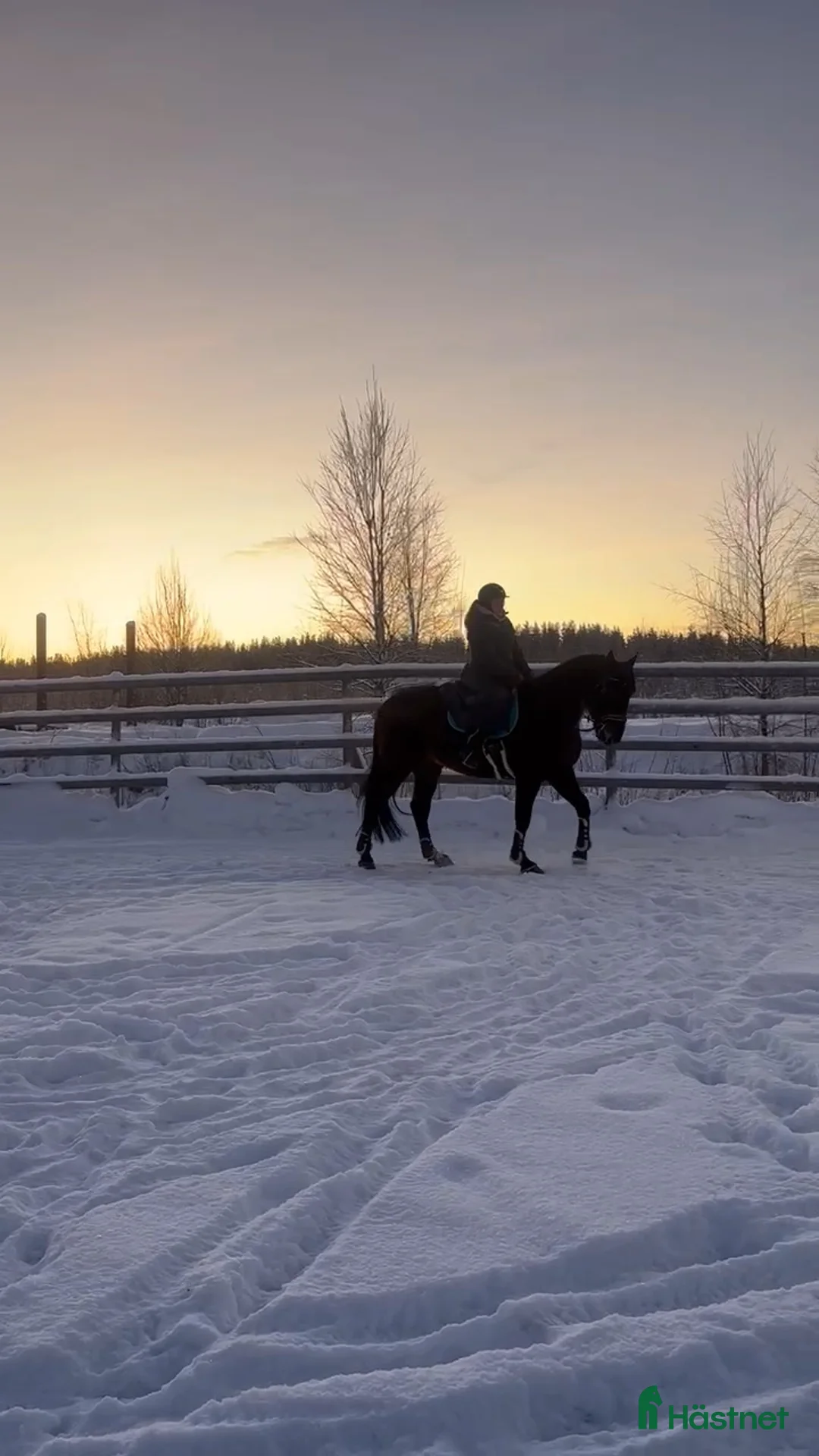 Övrigt hästar till salu: ☆ Sox ☆ i Lycksele - Annons 5
