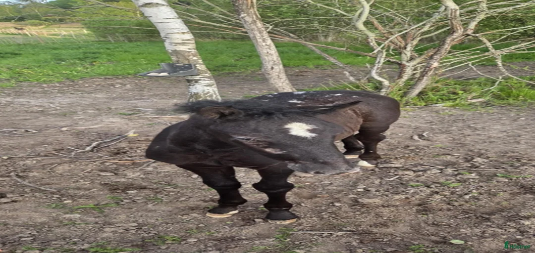 Galleribild {{count}}