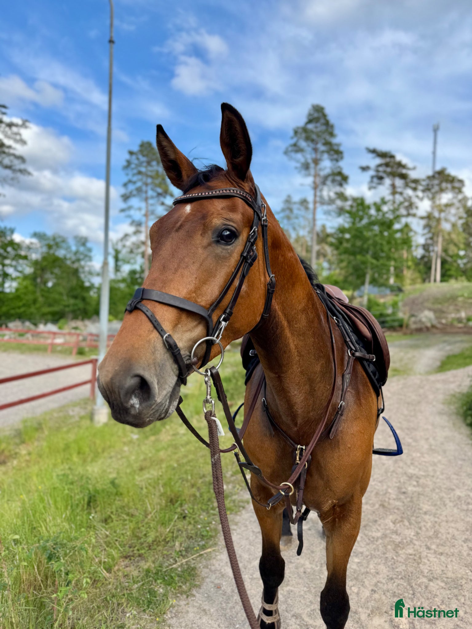 hästar Trevligt sto - Annons 2