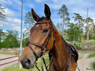 hästar Trevligt sto - Annons 5