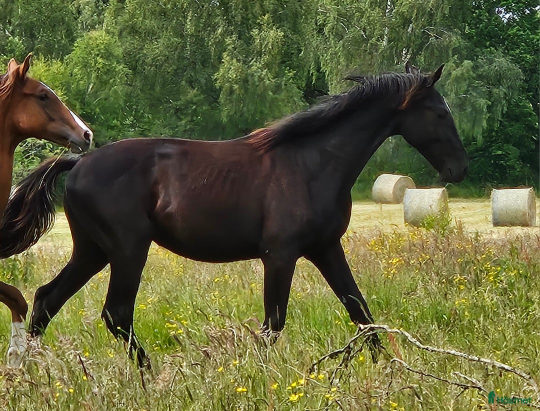 Dressyr hästar till salu: Vacker svart 1 årig hingst med härlig utstrålning  i Hallaröd - Bild 5