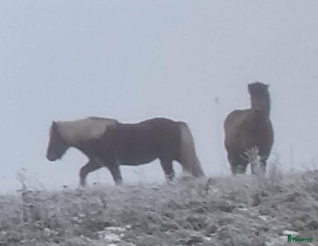  foderhäst finnes: Islandshästar söker Fodervärd  i Hägersten - Annons 2