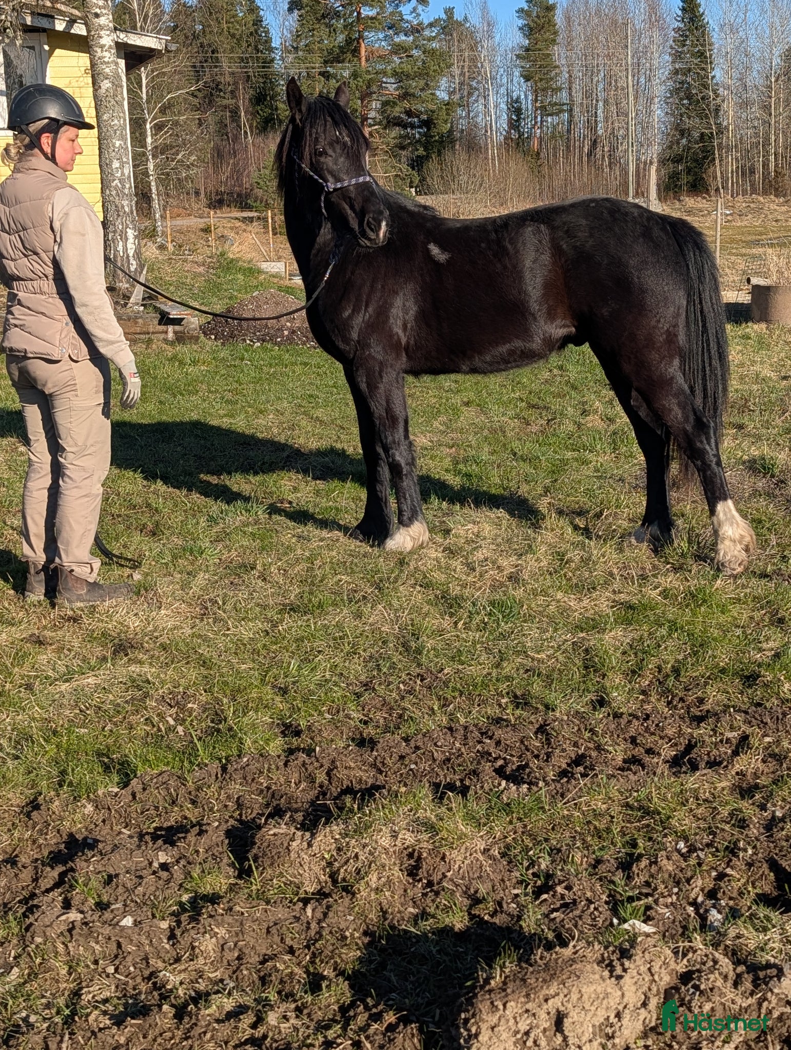  hästar 2 årig Valack  - Annons 2
