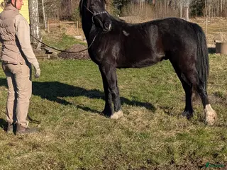 hästar 2 årig Valack - Annons 2