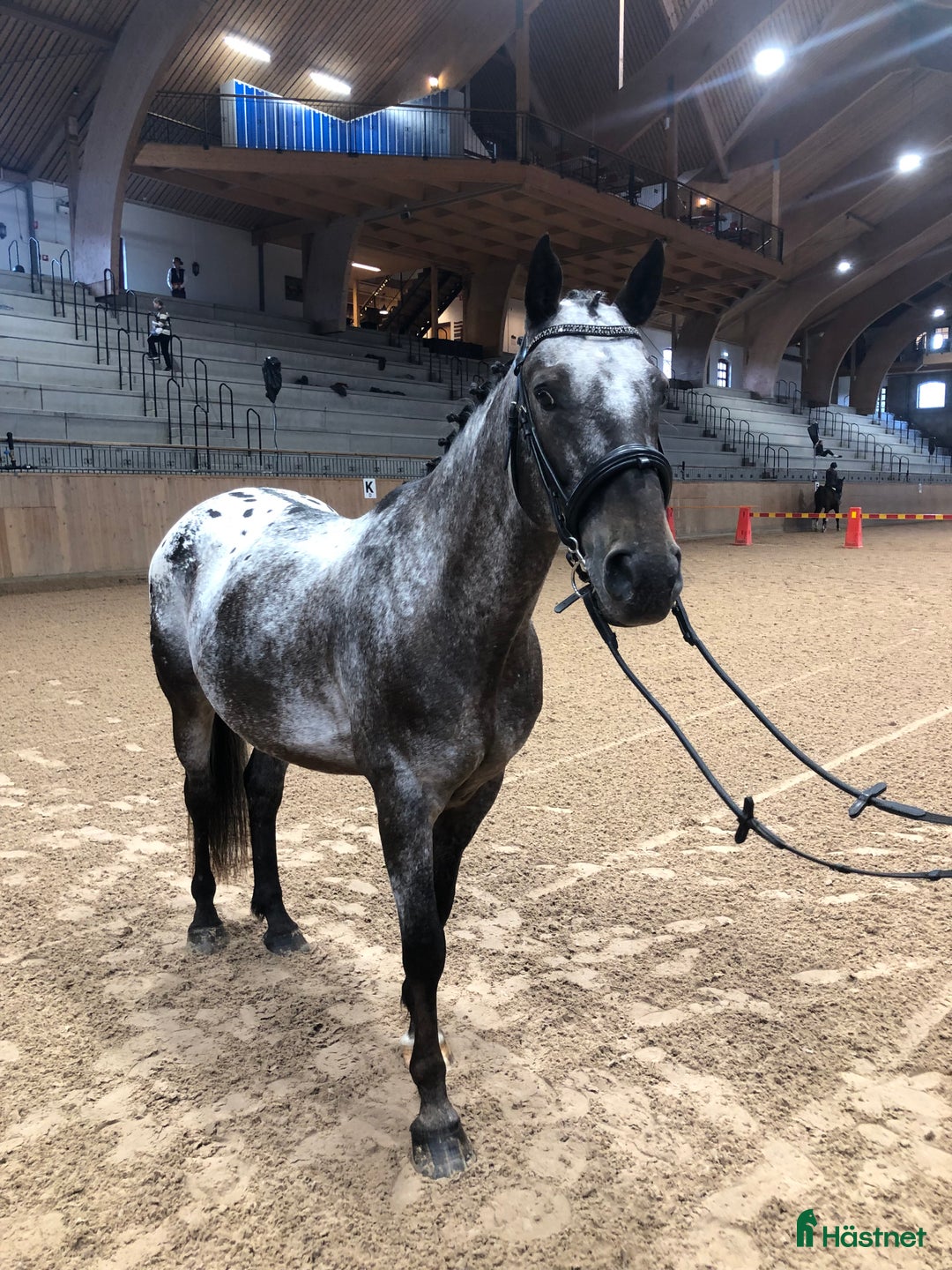 Allround hästar till salu: En fantastisk läromästare söker nytt hem - Annons 2