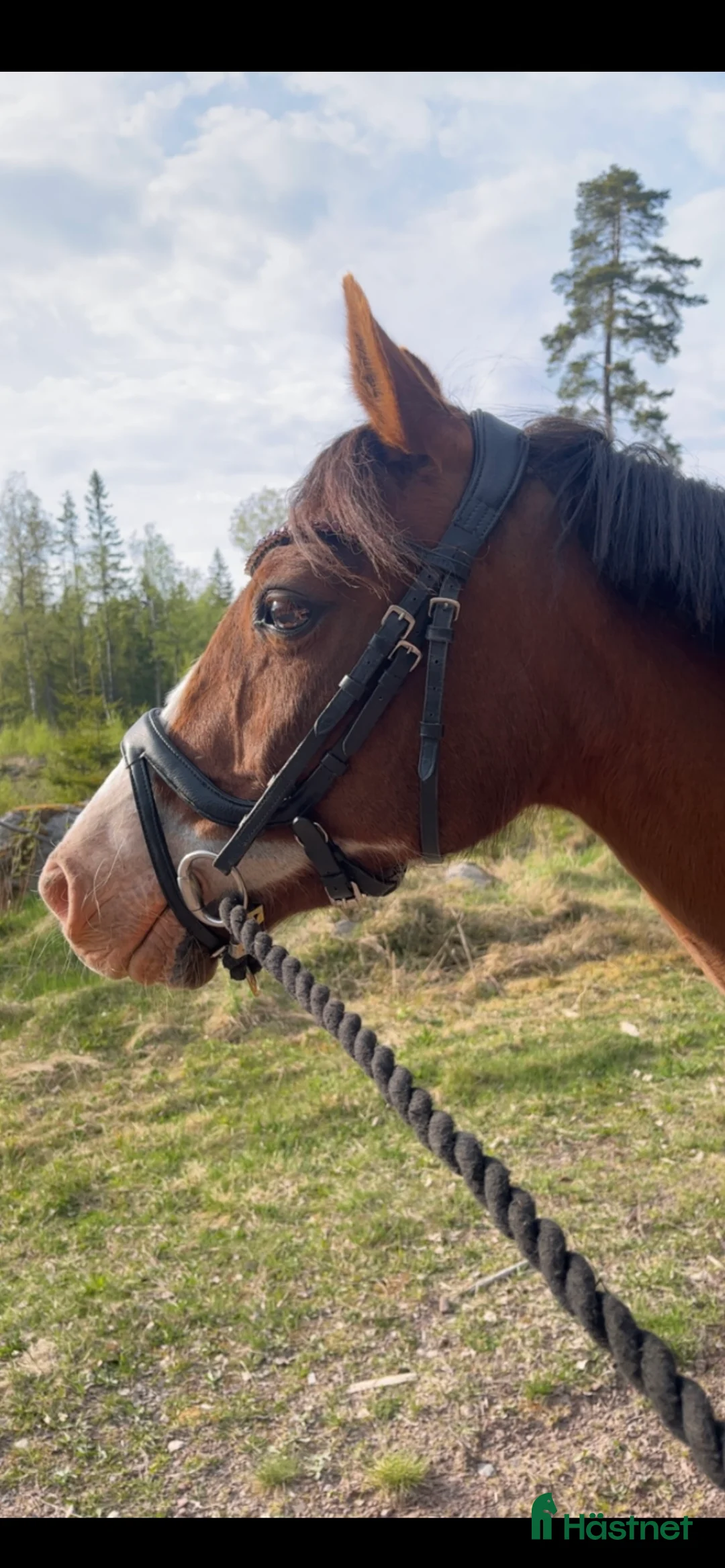 Allround hästar till salu: Världens finaste skogsmulle🩷 - Annons 6