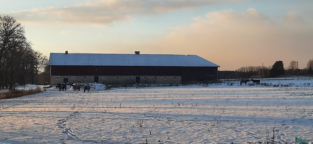  stallplats finnes: Lediga boxar nära Arlanda i Arlandastad - Annons 2