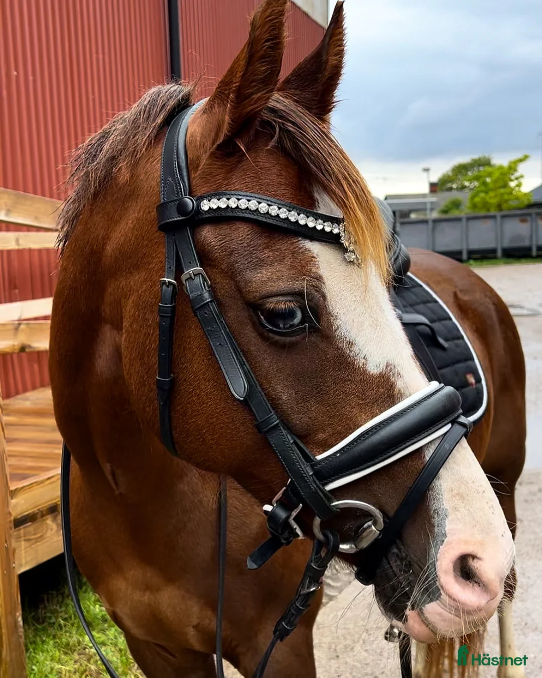 Dressyr hästar till salu: Underbar ponny!✨ - Annons 2