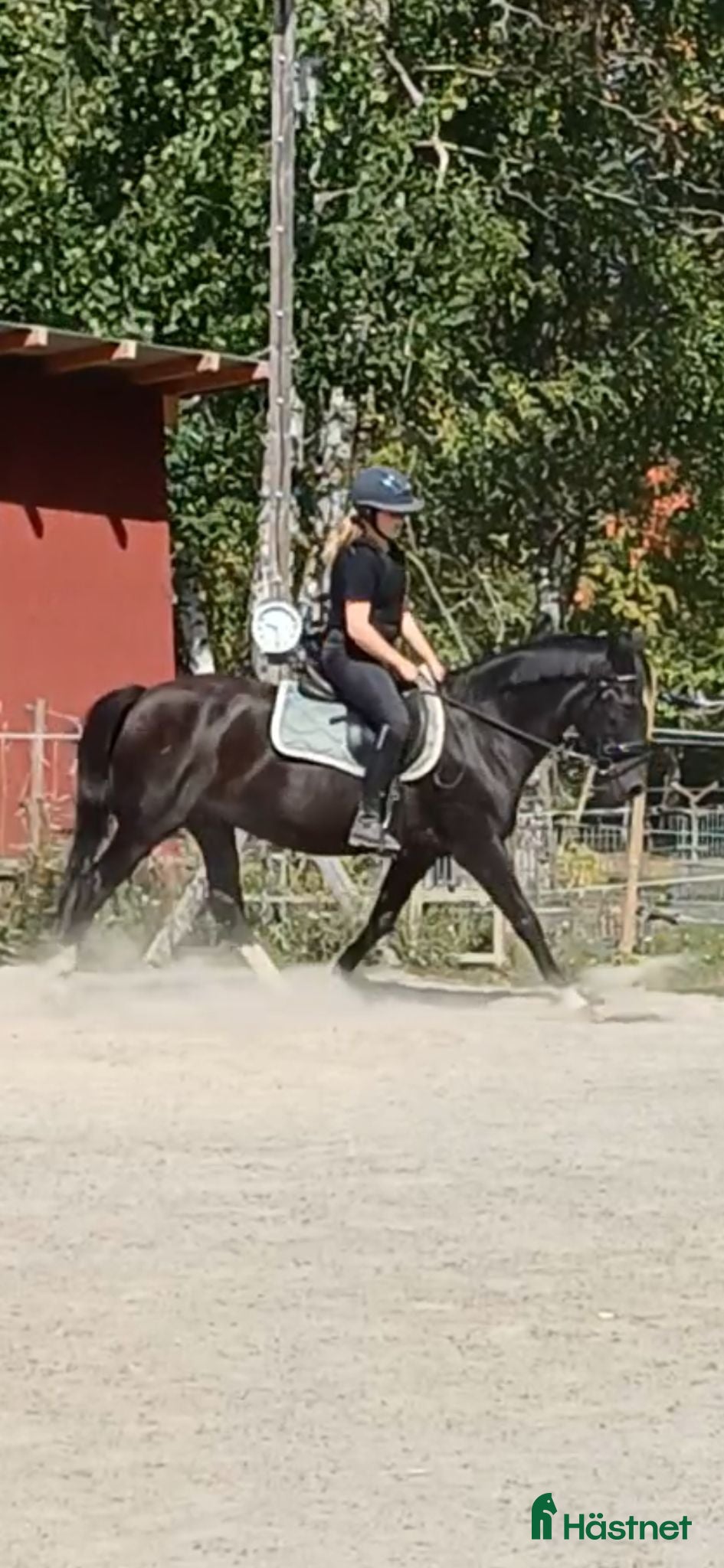  hästar Snäll och trygg bästa vän - Annons 8