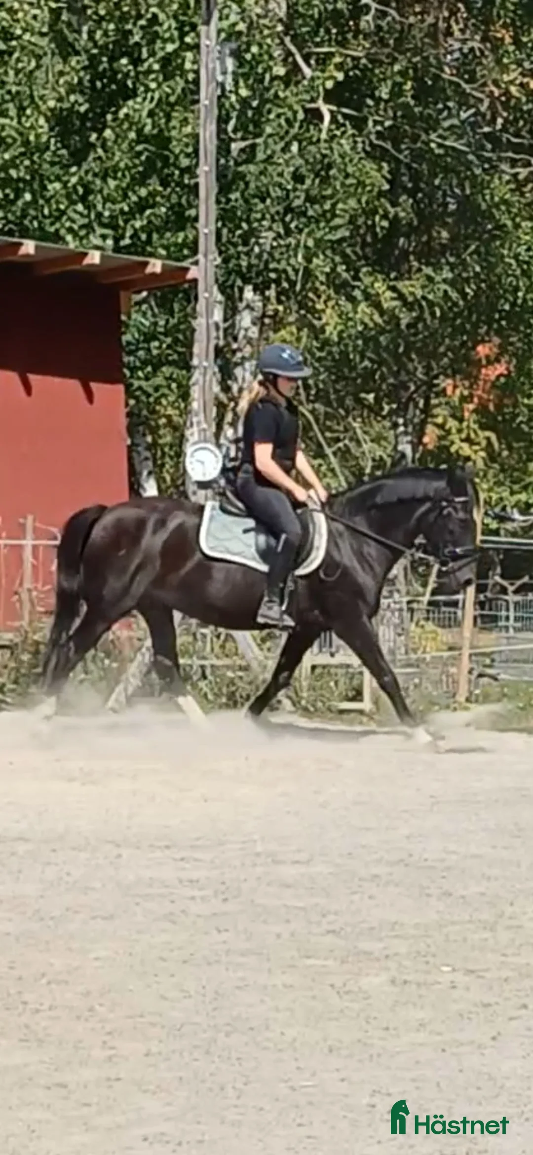 Allround hästar till salu: Snäll och trygg bästa vän - Annons 1