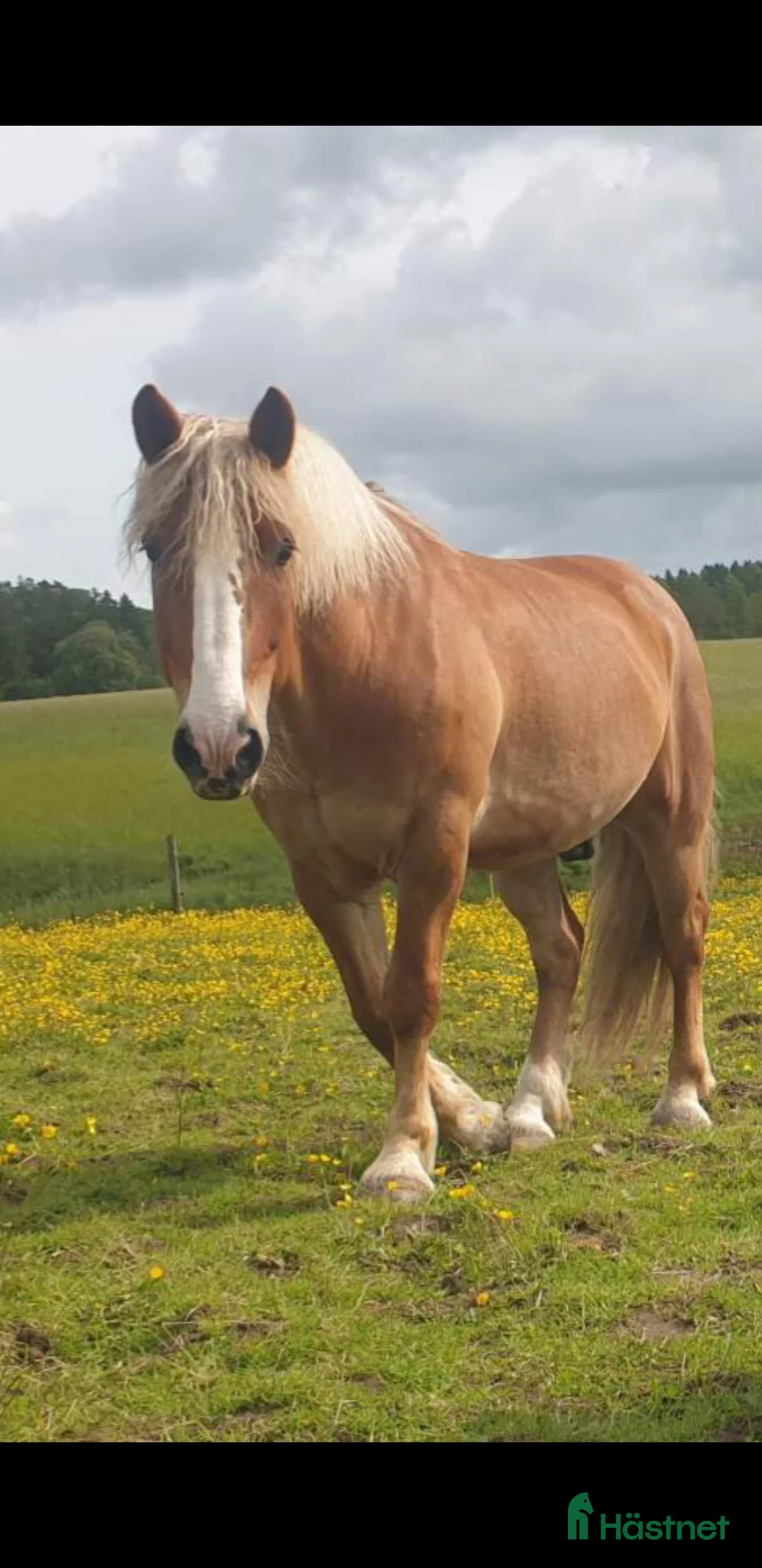 Allround hästar till salu: Nyfiken skogsmulle! i Färgelanda - Annons 5