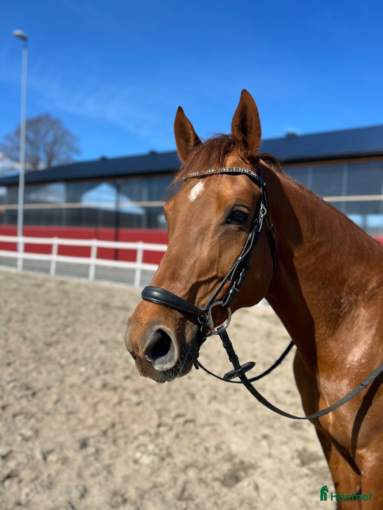  hästar Trevligt 10-årigt sto - Annons 1