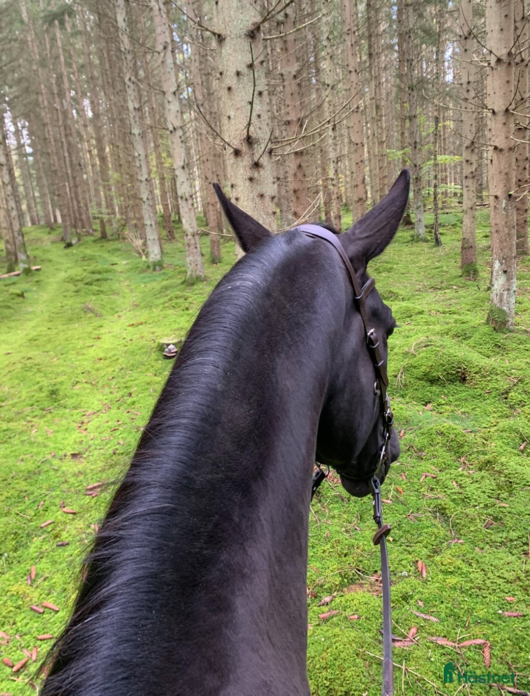  medryttarhäst finnes: Medryttare sökes till Helge 1–2 gånger i veckan i Hanaskog - Annons 12