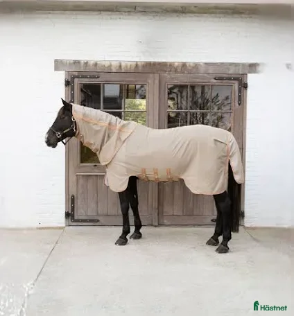 Täcken hästutrustning Comfort Fly Rug - Annons 1