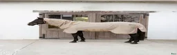 Täcken hästutrustning till salu: Comfort Fly Rug i Lundsbrunn - Annons 1