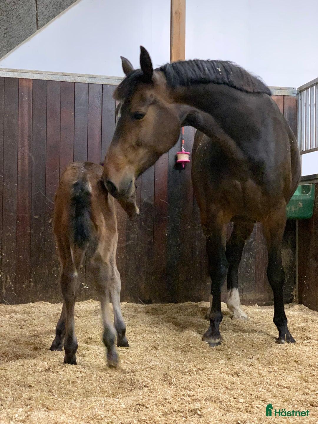 Avelshästar hästar till salu: Top avlshoppe sælges, hophest - Annons 13