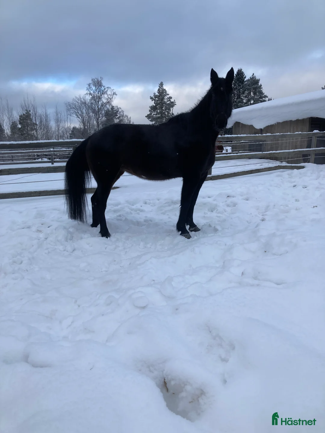 Trav hästar till salu: Varmblodsto för Avel i Borlänge - Annons 2