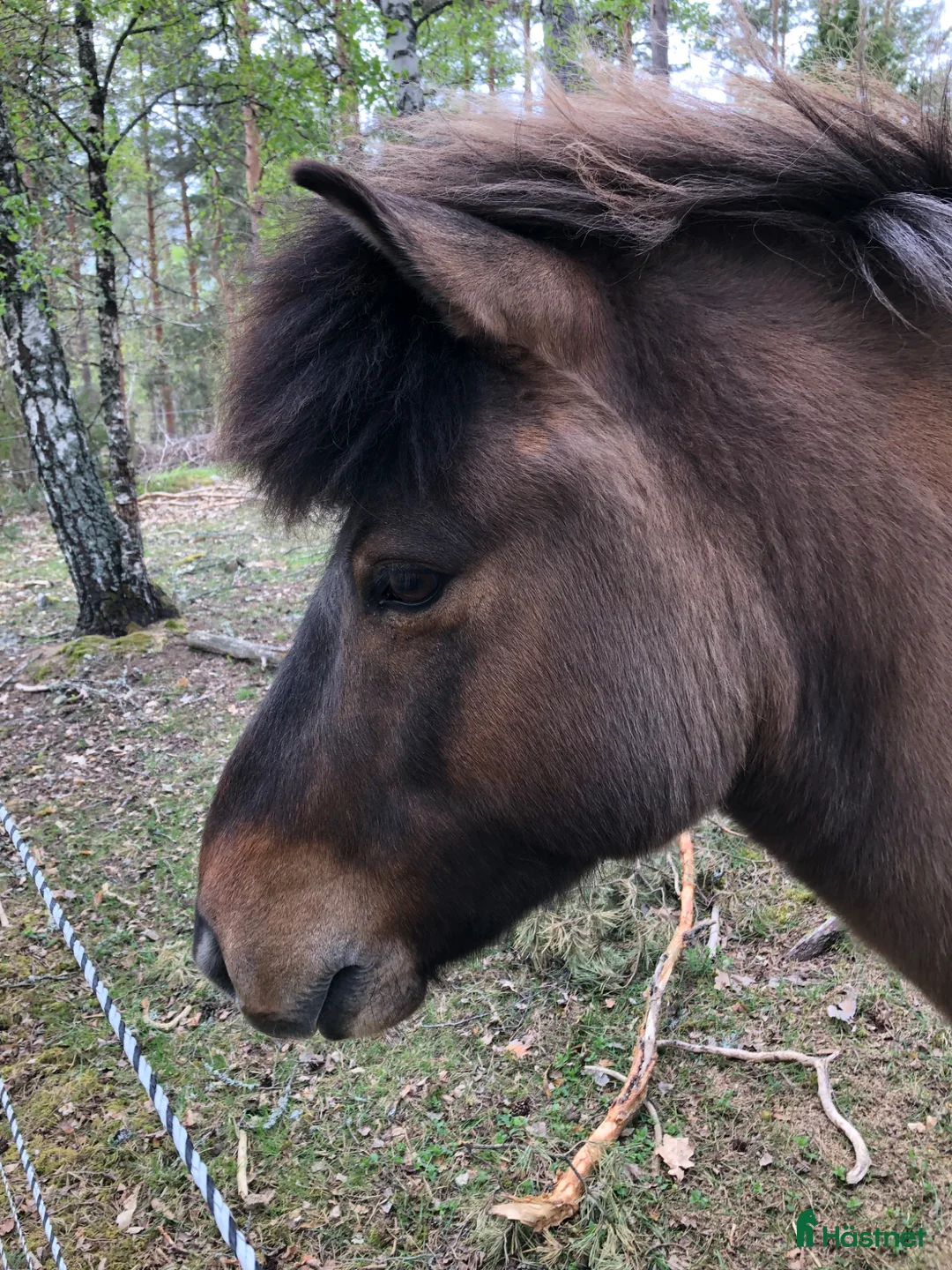 Island hästar till salu: Känslig valack med ett hjärta av guld💫 i Fliseryd - Annons 2