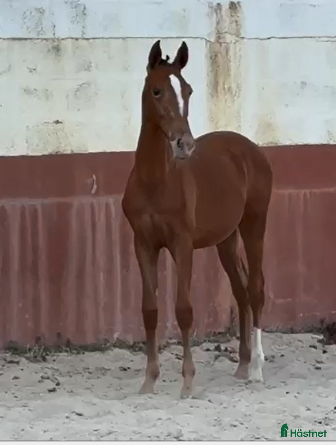 Allround hästar till salu: Luso varmblodig sto i Badajoz - Annons 4