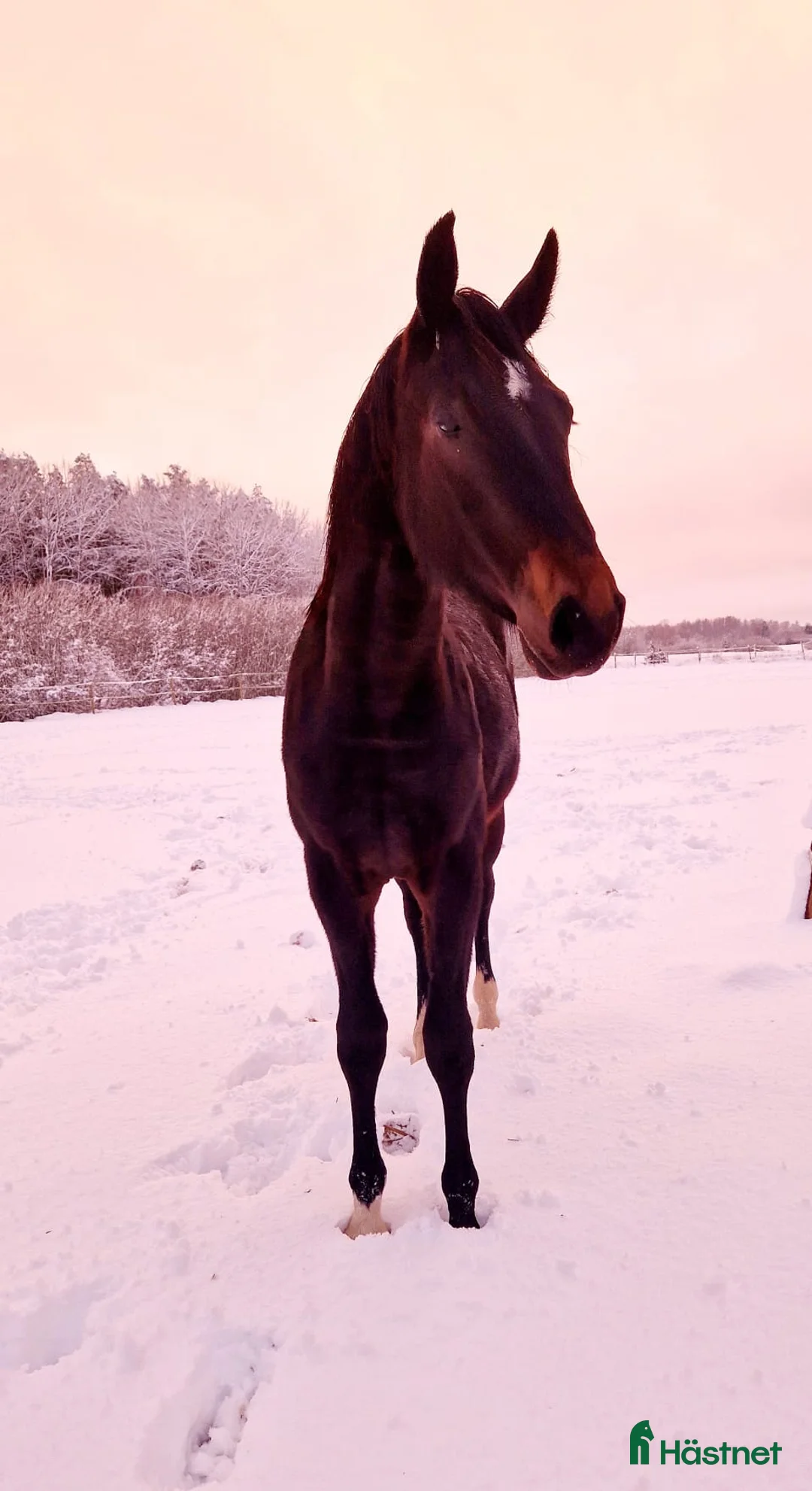 Dressyr hästar till salu: Välstammad bästa kompis av internationell modell - Annons 2