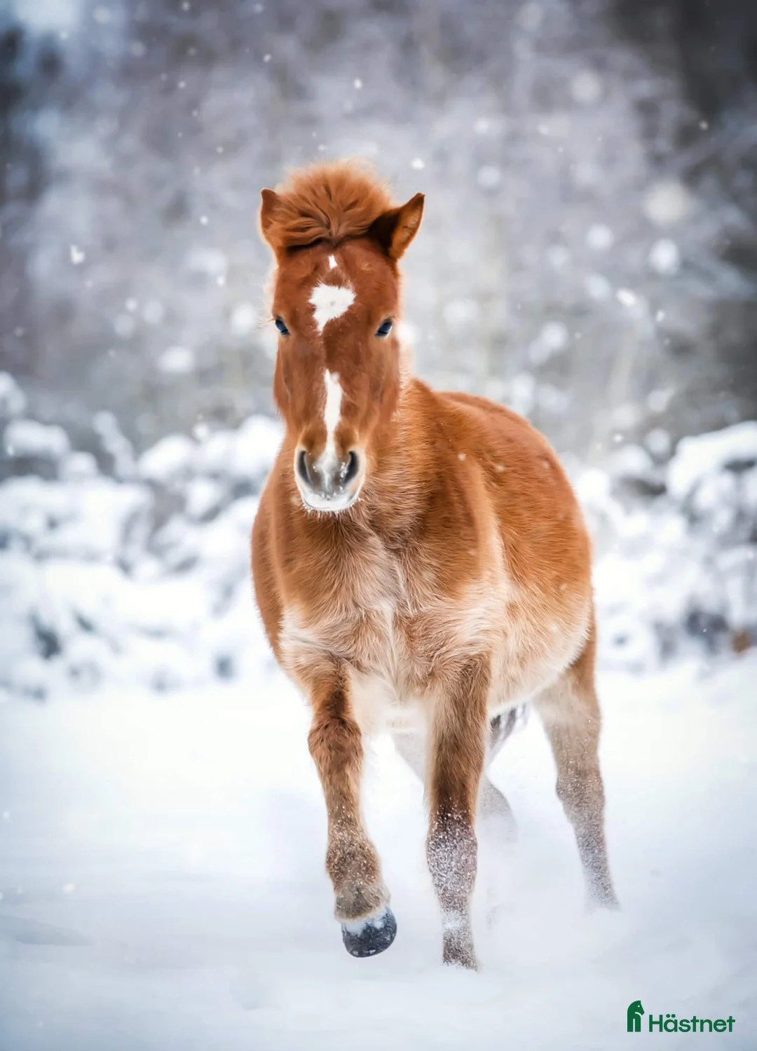 Övrigt hästar till salu: 9-årigt russ utlånas/säljes i Eskilstuna - Annons 1