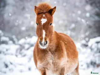 hästar 9-årigt russ utlånas/säljes i Eskilstuna - Annons 20