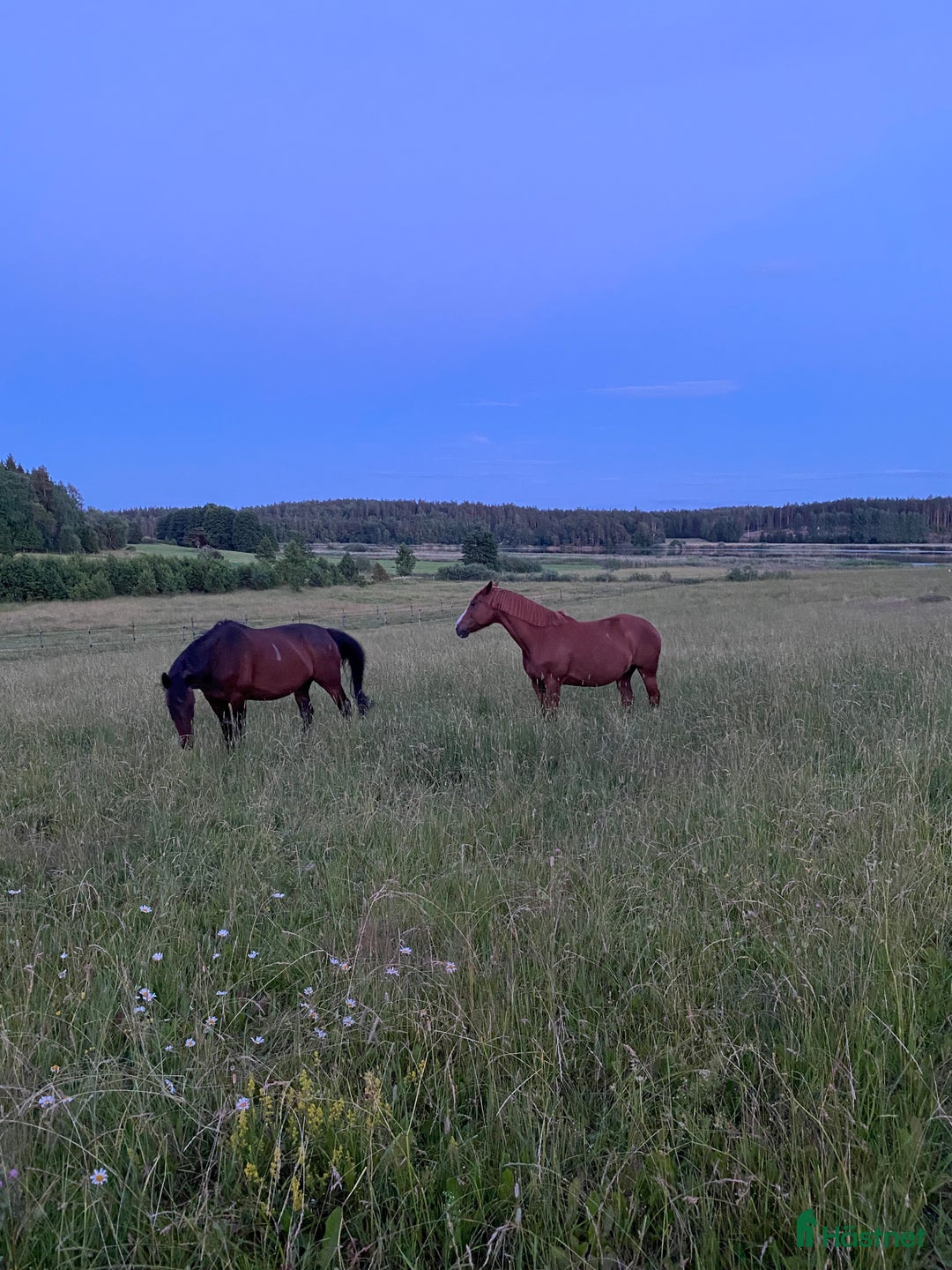  stallplats finnes: Konvalescens/Lösdrift/Unghäst samt pensionärshem i Enköping - Annons 1