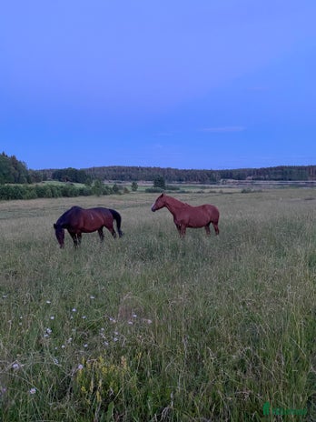 stallplats i Enköping - Annons 15