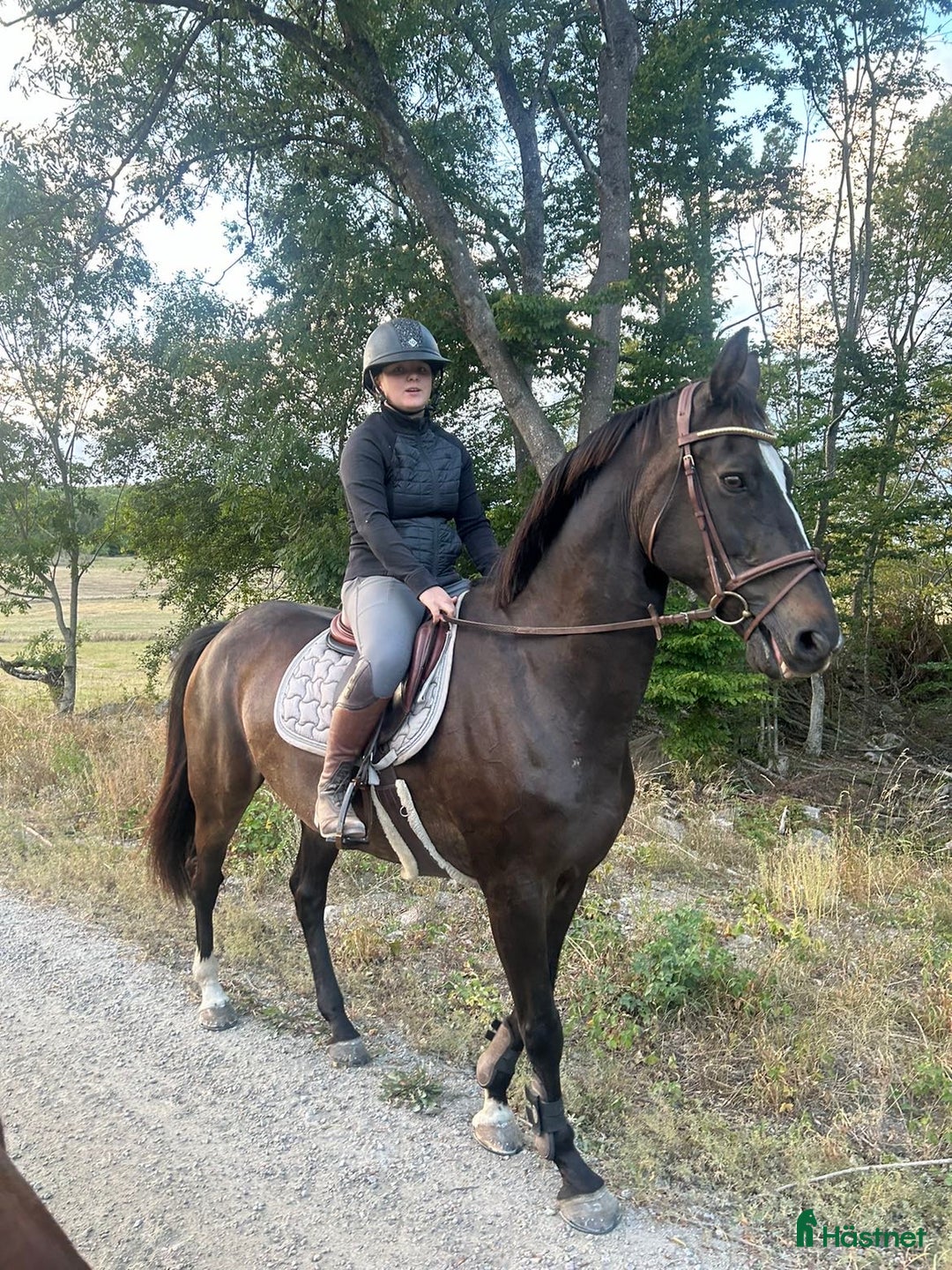 Övrigt hästar till salu: Vackert holländskt sto i Sölvesborg - Annons 3