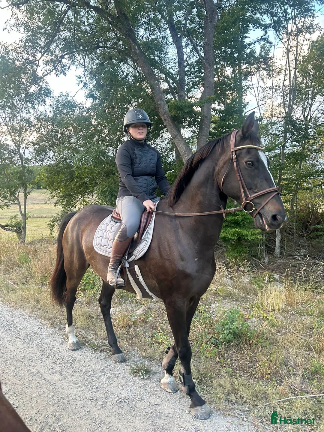 Övrigt hästar till salu: Vackert holländskt sto - Annons 3