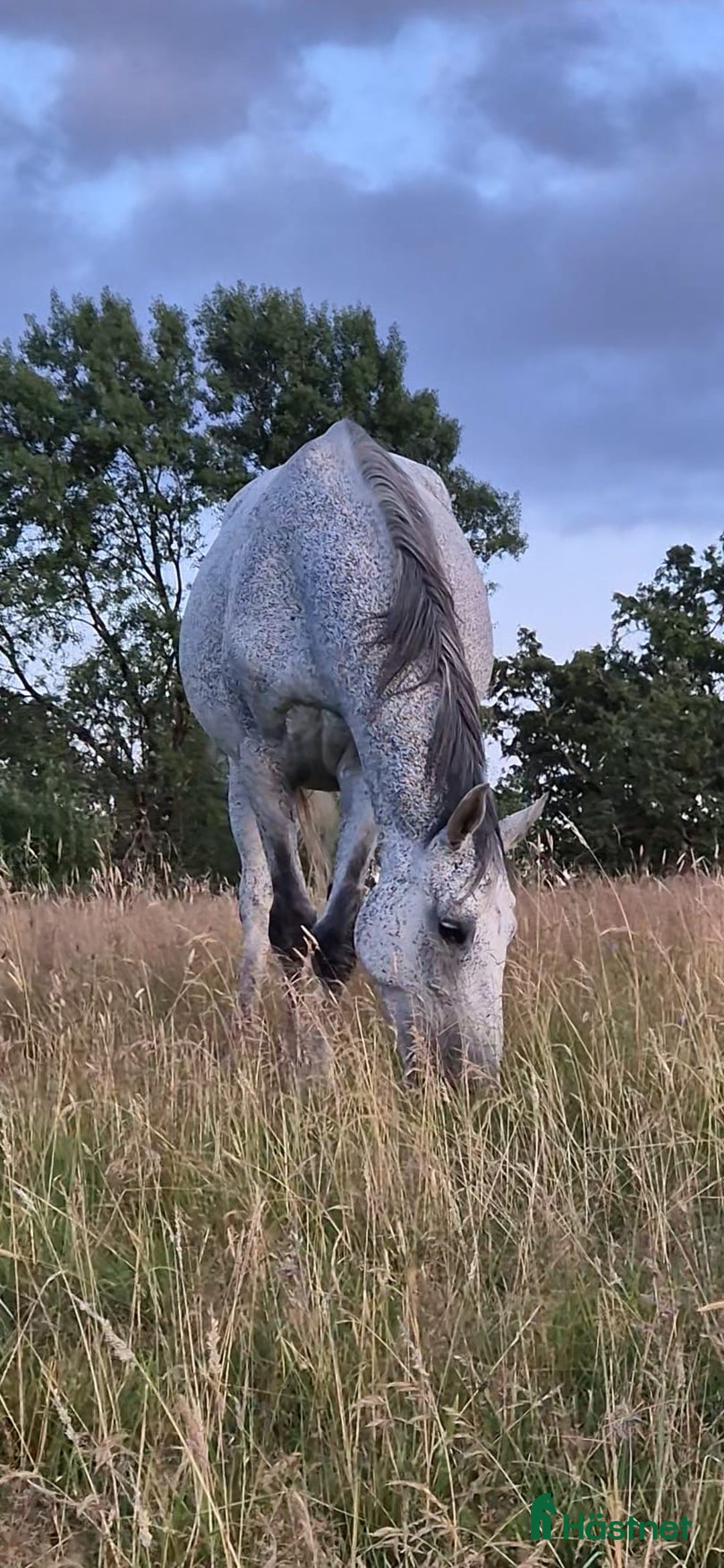 Allround hästar till salu: Min älskade Pärlan 🩷 i Ullared - Annons 5