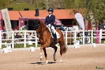 hästar Dressyrhäst sökes - Annons 4