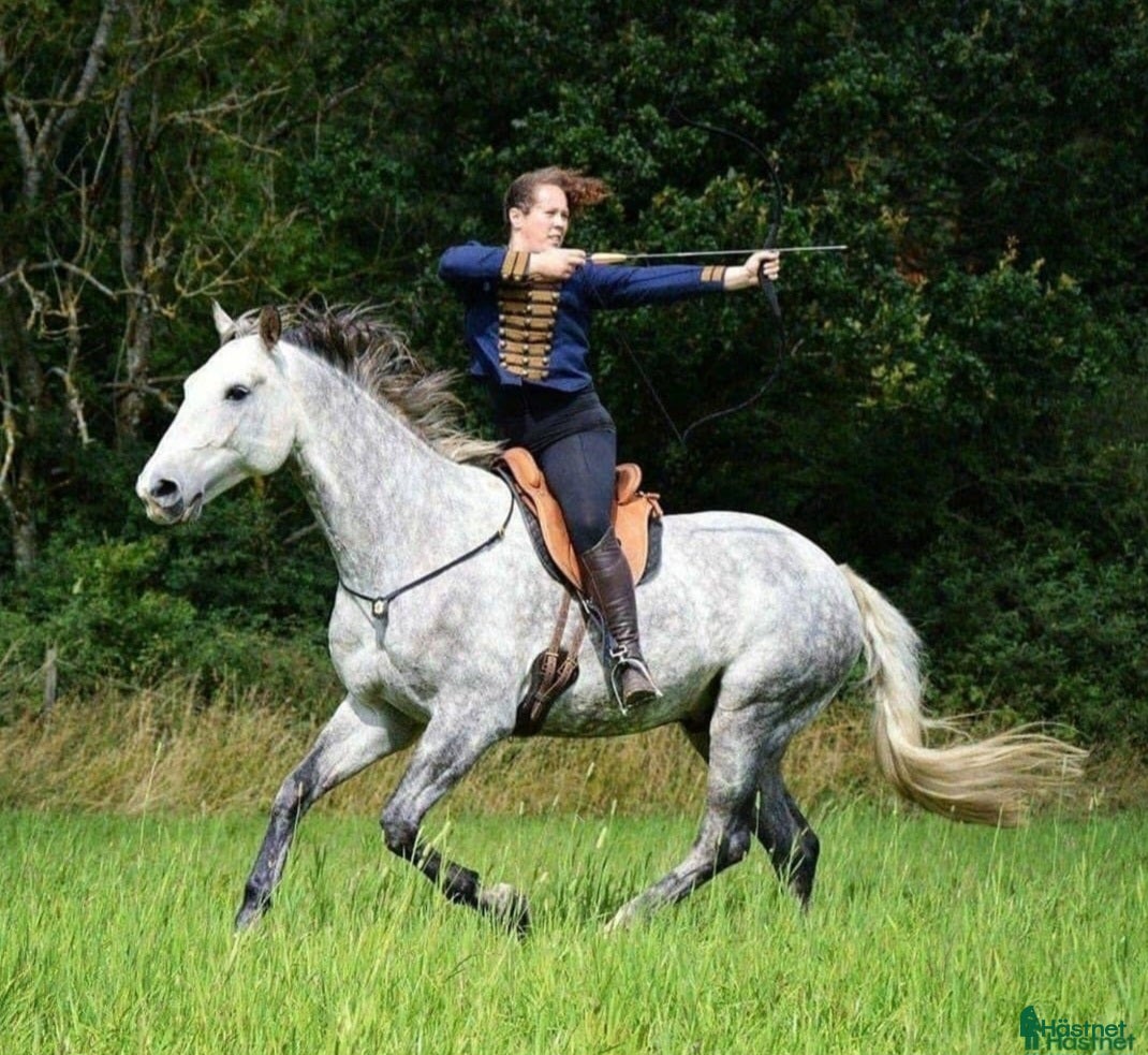  hästar Stabil kompis sökes!  - Annons 15