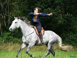 hästar Stabil kompis sökes! - Annons 15