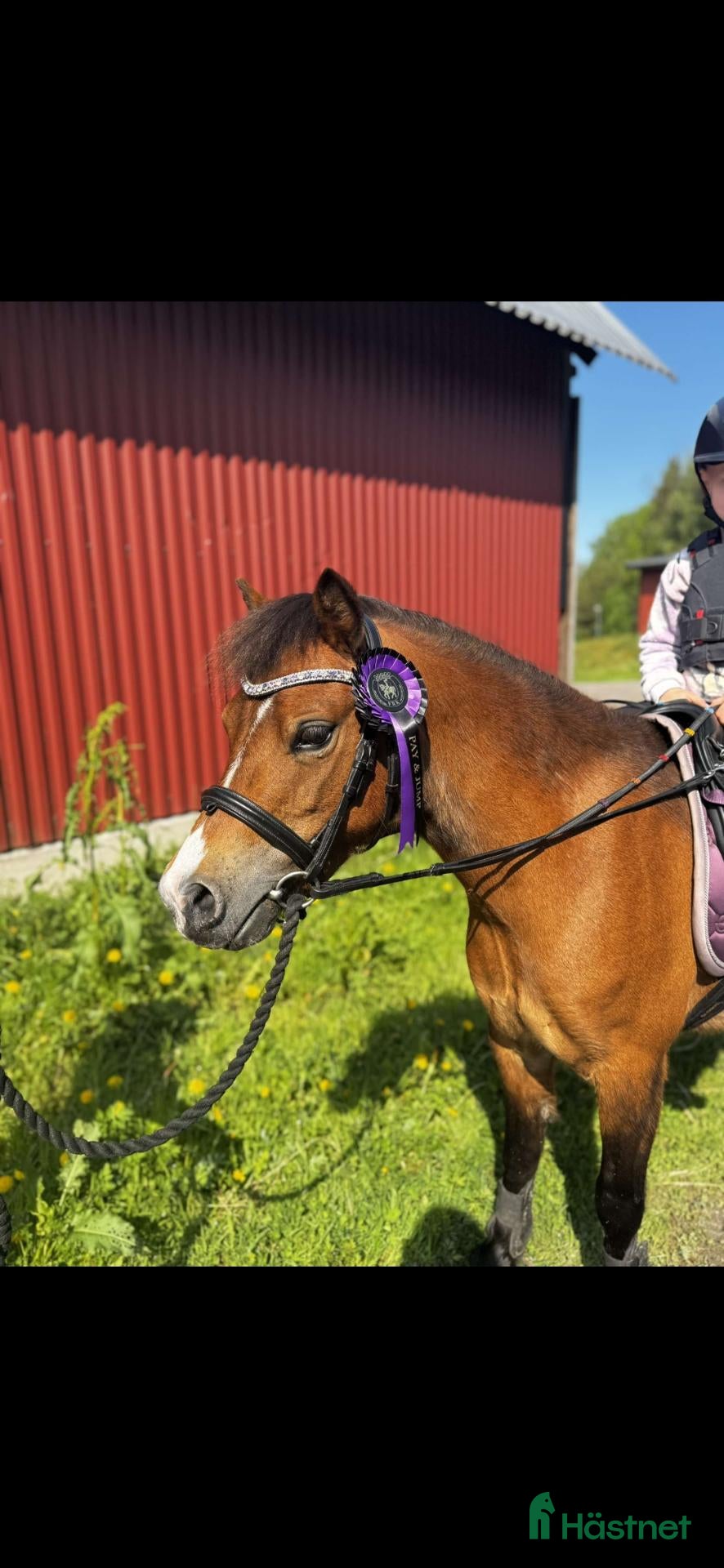  hästar Sockersöt ponny - Annons 2