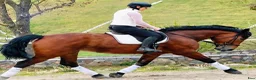 Allround hästar till salu: Magnificent allrounder - unique look - Annons 7