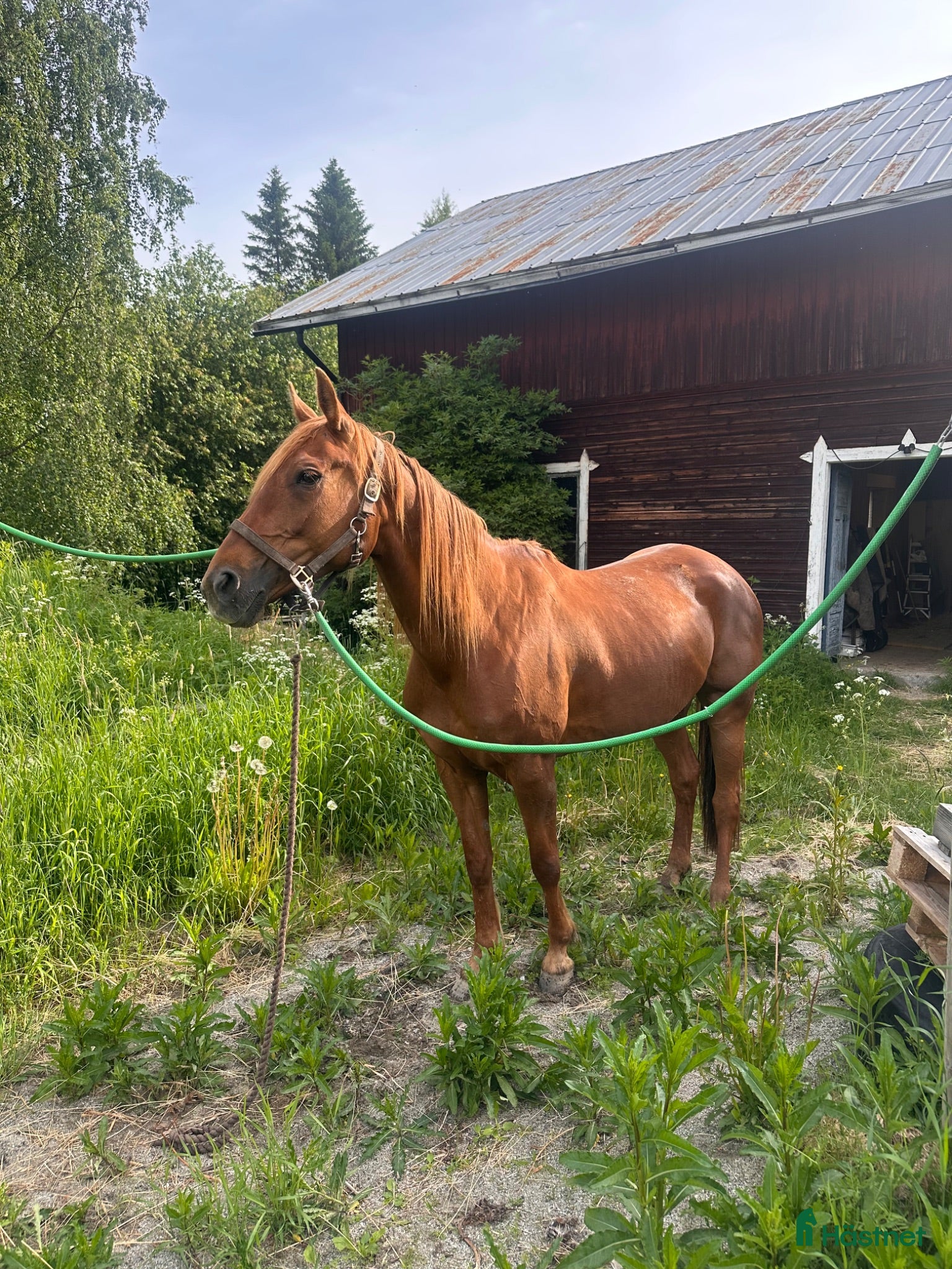  hästar Trevligt Varmblodsto - Annons 1