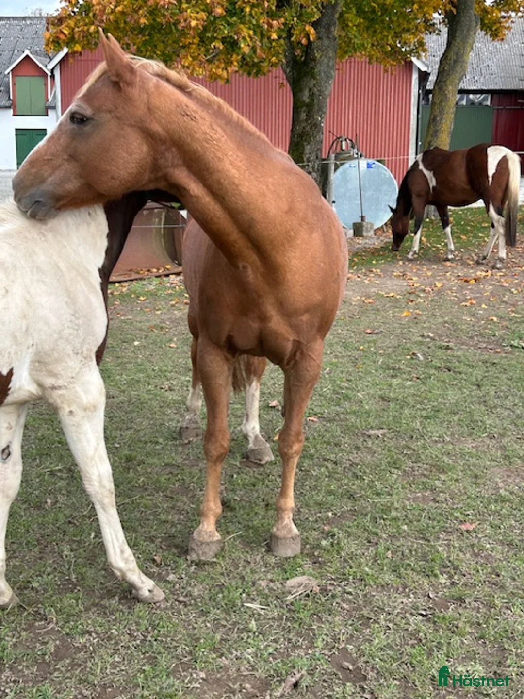 Western hästar till salu: Fint APHA Avelssto ! i Löberöd - Annons 4