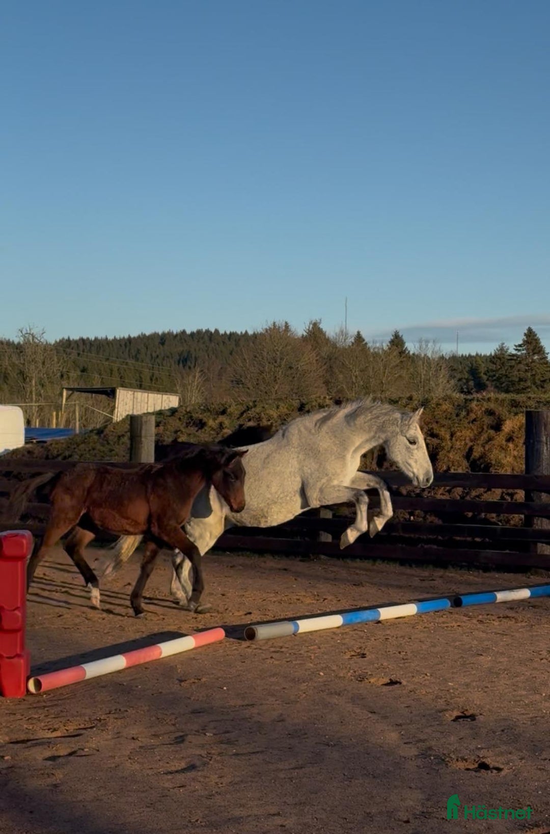 Hoppning hästar till salu: Fantastic Colt for Sale – by Hardrock Z x Indoctro i Ullared - Annons 6