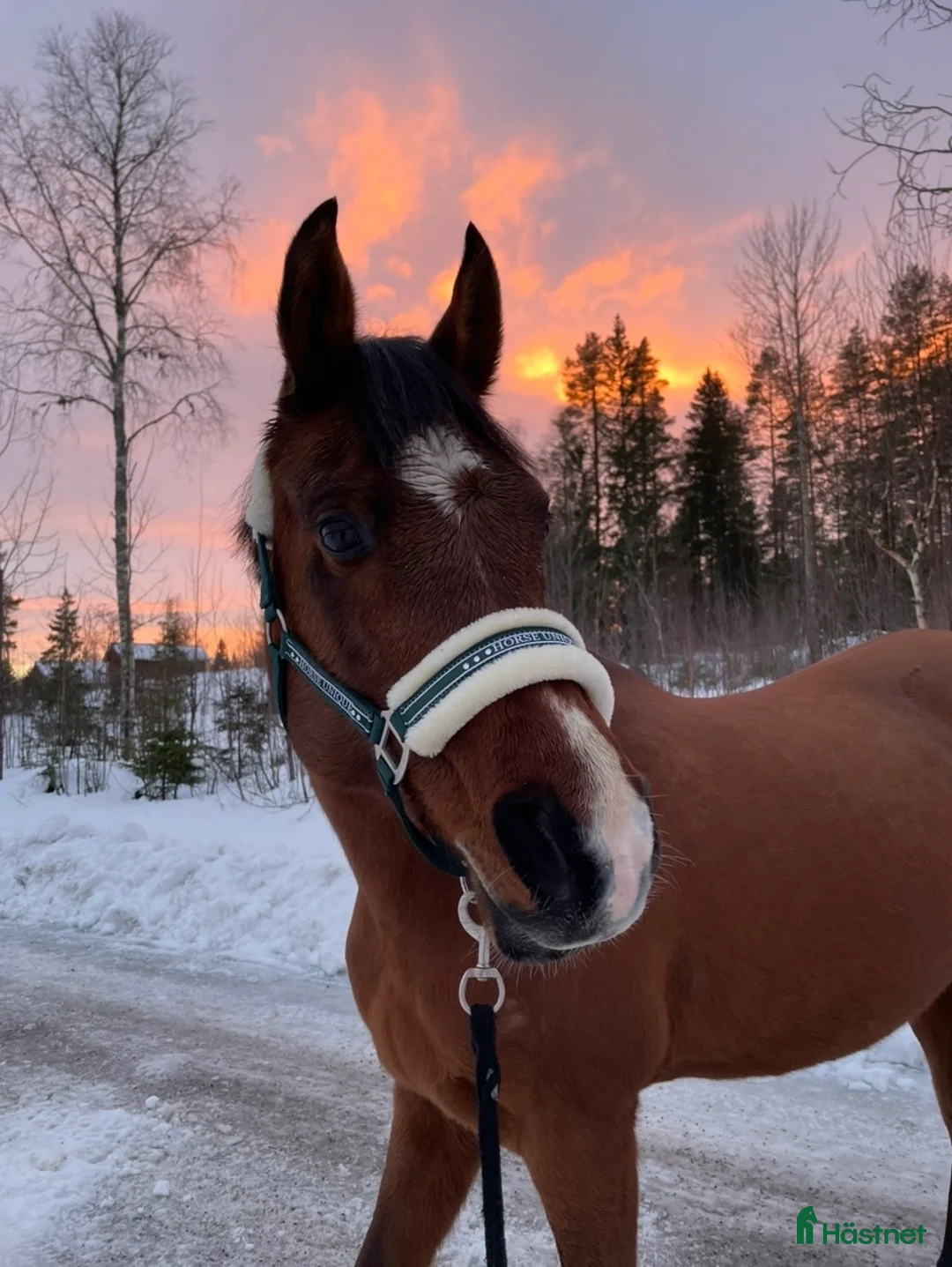 Allround hästar till salu: Foder/eventuellt köp i Örnsköldsvik - Annons 5
